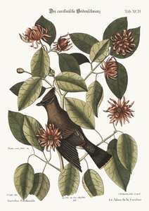 チャタラー、1749-73 作： Mark Catesby